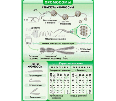 Таблицы "Биология. 10-11 классы. Цитология. Генетика. Селекция" (12 таблиц) Таблицы "Биология. 10-11 классы. Цитология. Генетика. Селекция" (12 таблиц)